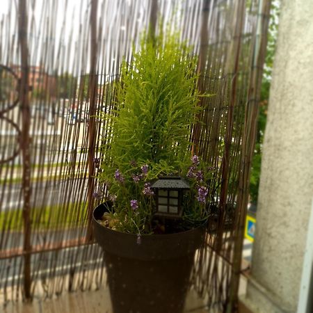 Apartament Katarzyny11 Stary Toruń Zewnętrze zdjęcie